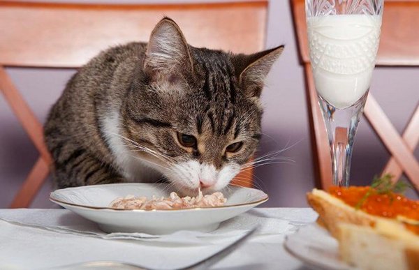 Mèo ăn hạt 
