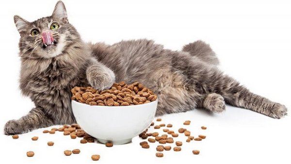 thức ăn khô hạt cho mèo