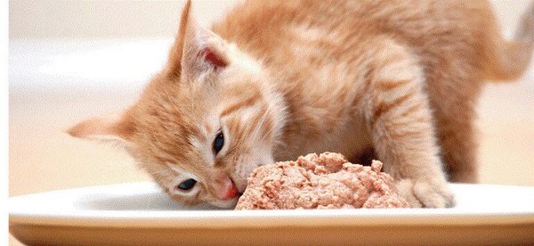 Nuôi một chú mèo 2 tháng tuổi không phải là một việc dễ dàng. Nhiều người nuôi mèo thường băn khoăn không biết nên cho mèo con 2 tháng tuổi ăn gì và nên tránh cho mèo con ăn gì