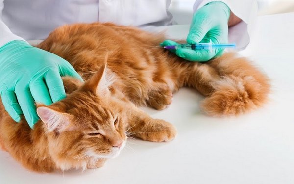 Vắc xin thiết yếu tiêm phòng cho mèo 