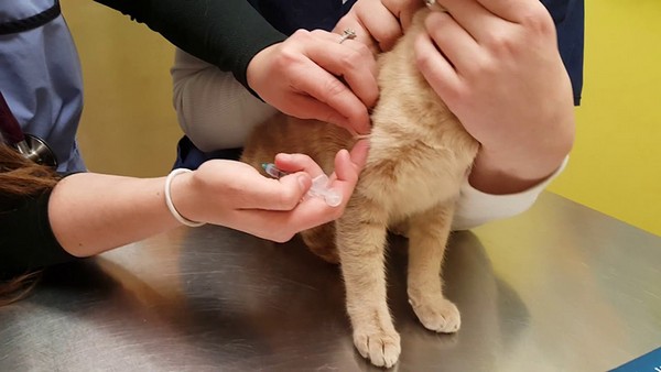 Khi bạn phát hiện rằng thú cưng của bạn nhiễm sán, điều quan trọng là đưa họ đến bác sĩ thú y để xác định liệu trị phù hợp